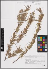 Foto von Salix exigua Nutt.
